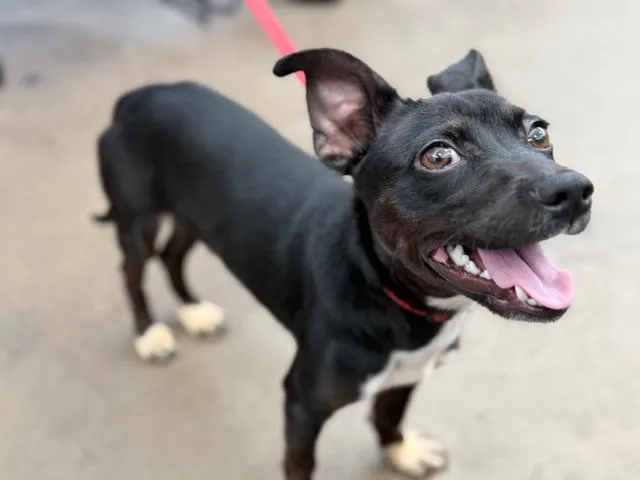 A young large-sized male Mixed Breed dog named Nitro for adoption in Dallas, TX