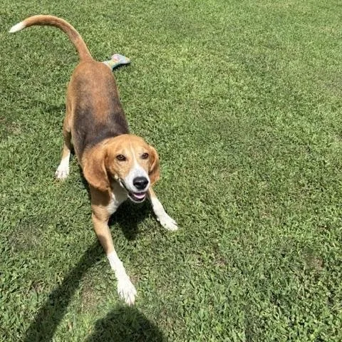 An adult medium-sized male Tricolor (Brown, Black, & White) American Foxhound dog named Tom for adoption in Dinwiddie, VA