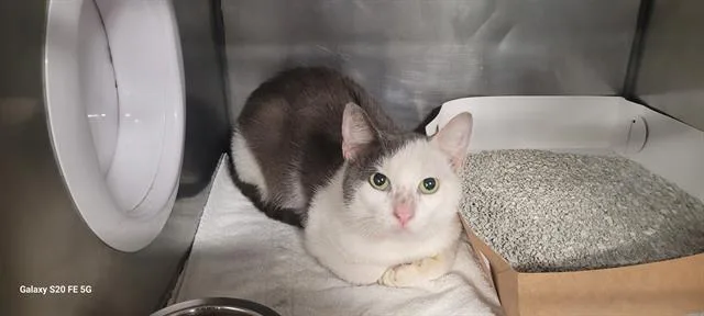 An adult medium-sized male Domestic Short Hair cat named Baxter for adoption in Panama City, FL