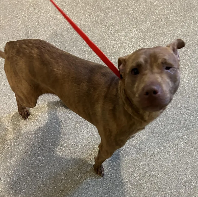An adult medium-sized male Brown / Chocolate American Staffordshire Terrier dog named Cocoa for adoption in Baldwin, MI