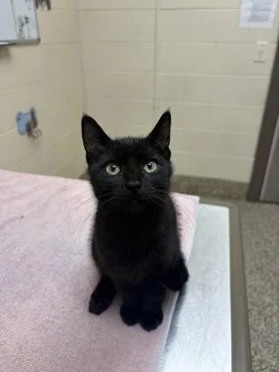 An adult small-sized male Domestic Short Hair cat named Pretty Boy for adoption in Westland, MI