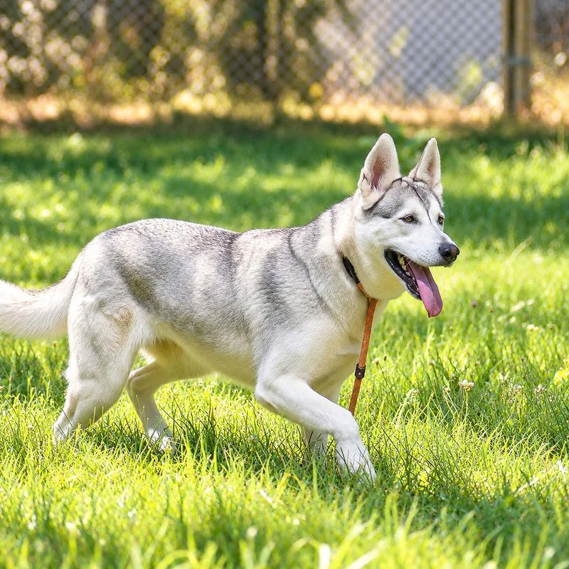 A young large-sized female Husky dog named Gigi for adoption in Pahrump, NV
