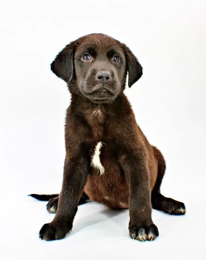 A baby large-sized female Labrador Retriever dog named Jaimie for adoption in Morton Grove, IL