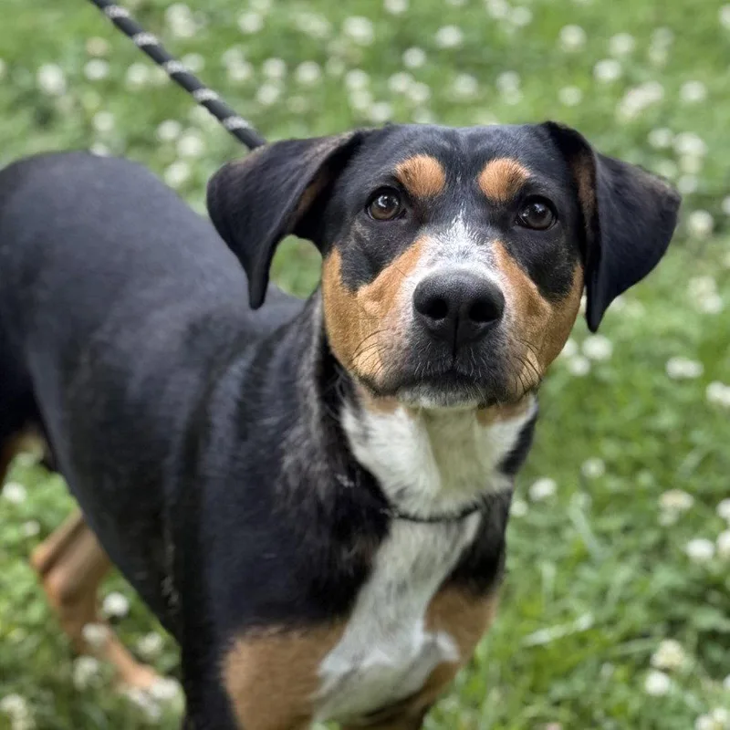 An adult medium-sized female Hound dog named Molly for adoption in Locust Fork, AL