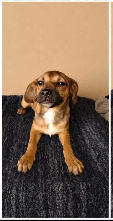 A baby small-sized male Brown / Chocolate Puggle dog named Pepe for adoption in Chula Vista, CA