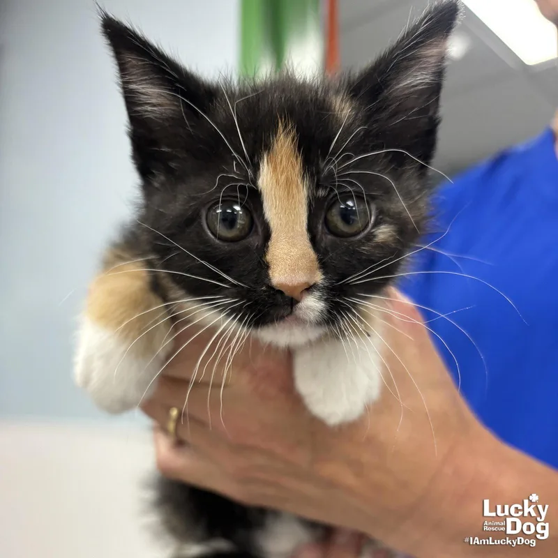 A baby medium-sized female Domestic Short Hair cat named Confetti for adoption in Washington, DC
