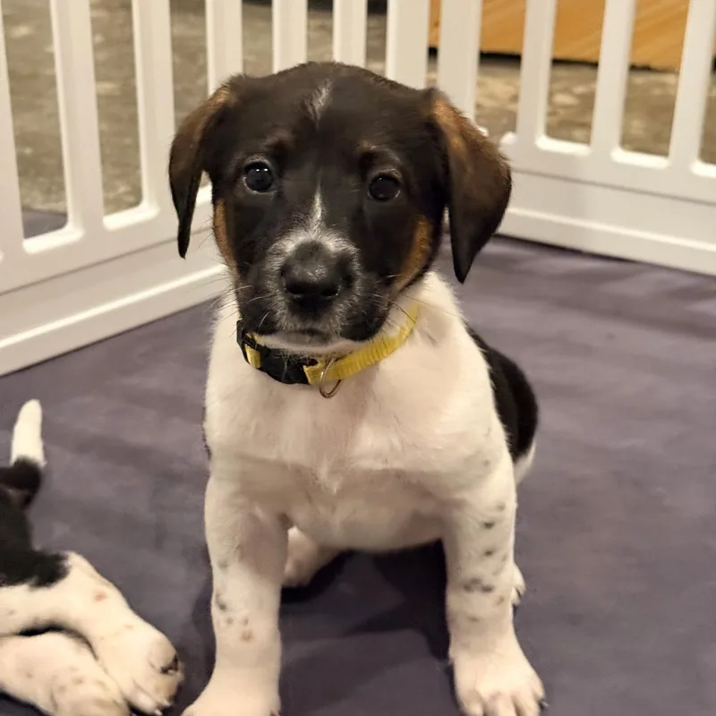 A baby medium-sized female Tricolor (Brown, Black, & White) German Shorthaired Pointer dog named Jersey for adoption in Spring hill, TN
