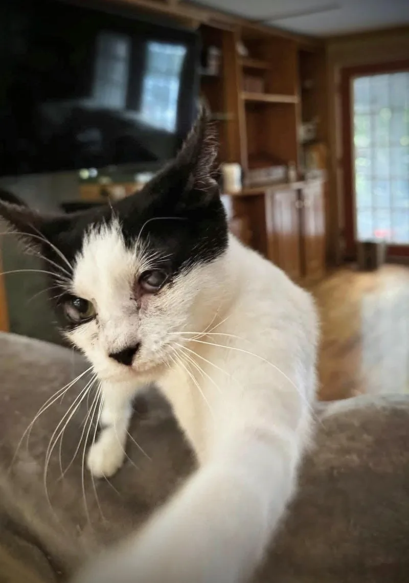 A young small-sized female Domestic Short Hair cat named Dottie for adoption in Morehead, KY