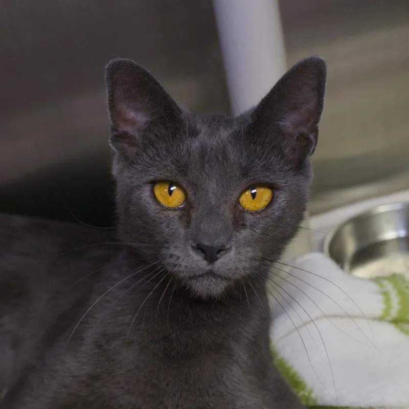 A baby medium-sized female Domestic Short Hair cat named Chamonix for adoption in Shoreline, WA