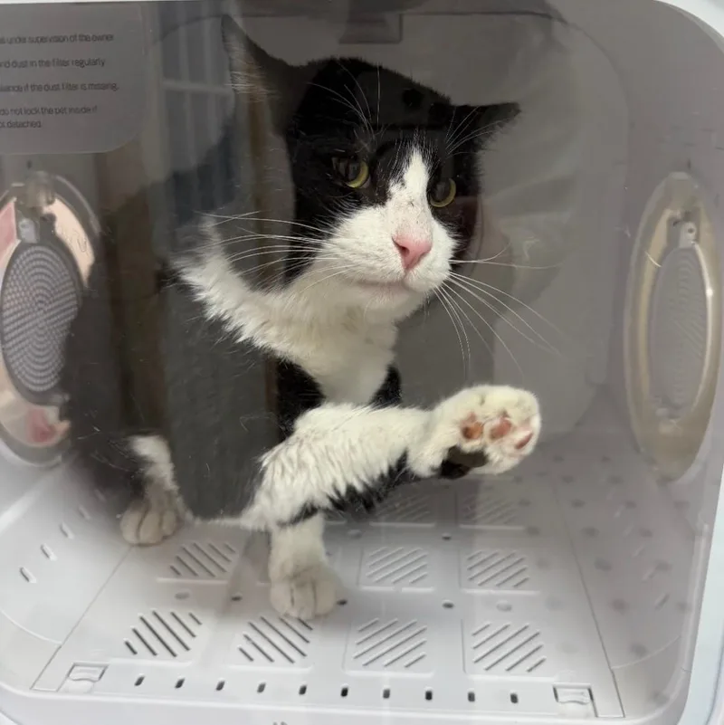 An adult medium-sized male Domestic Medium Hair cat named Batman for adoption in Reno, NV