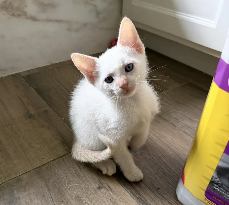 A baby small-sized male Siamese cat named Dee’s Baby for adoption in Austin, TX