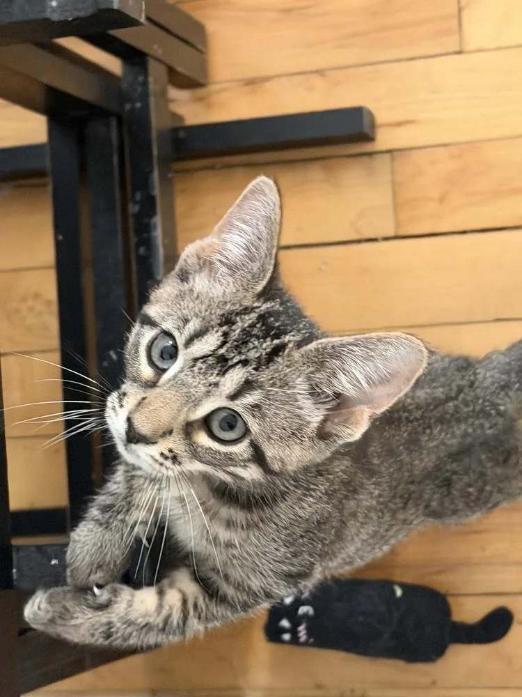 A baby small-sized male Brown / Chocolate Domestic Short Hair cat named Ray for adoption in Chicago, IL