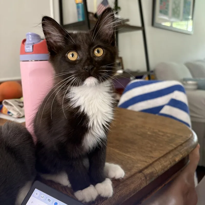 A baby small-sized male Black Domestic Medium Hair cat named Lightning for adoption in Los Angeles, CA