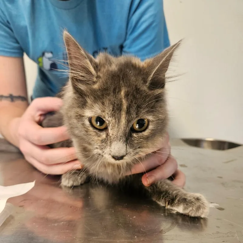 A baby small-sized female Calico Domestic Short Hair cat named Palette for adoption in Hattiesburg, MS