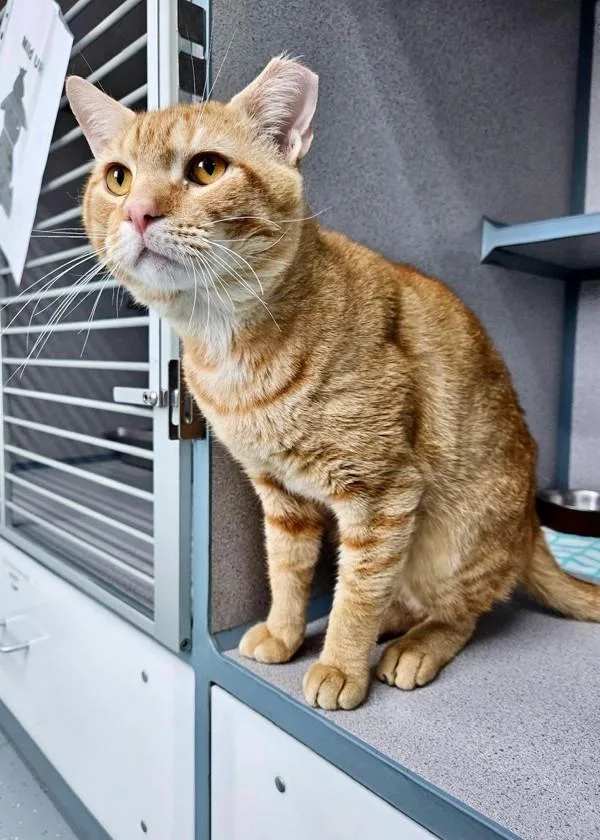 Pierre