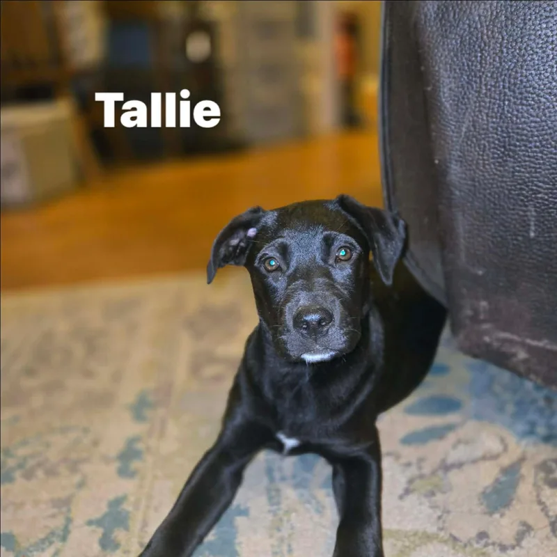Tallie