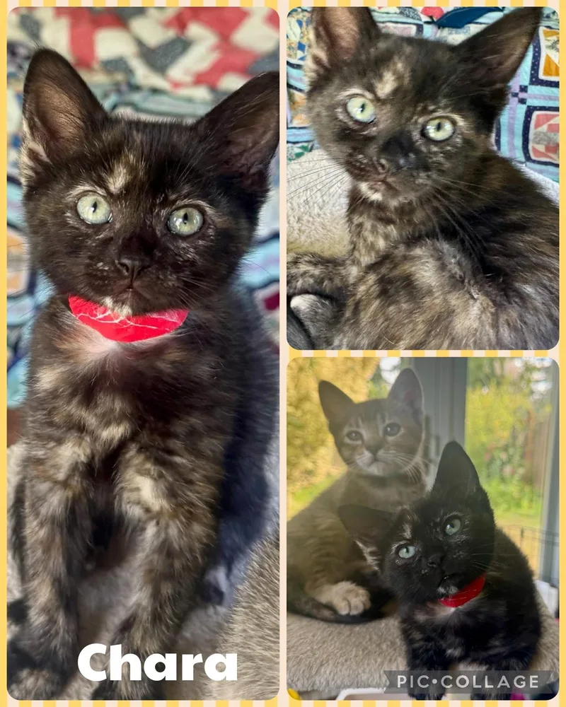 A baby small-sized female Tortoiseshell Domestic Short Hair cat named Chara for adoption in Newberg, OR
