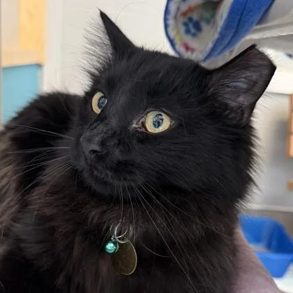 An adult medium-sized male Black Domestic Long Hair cat named Maws for adoption in Lansing, MI