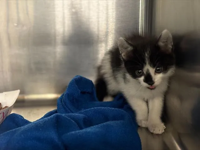 A baby small-sized female Domestic Short Hair cat named Liberty for adoption in Grand Prairie, TX