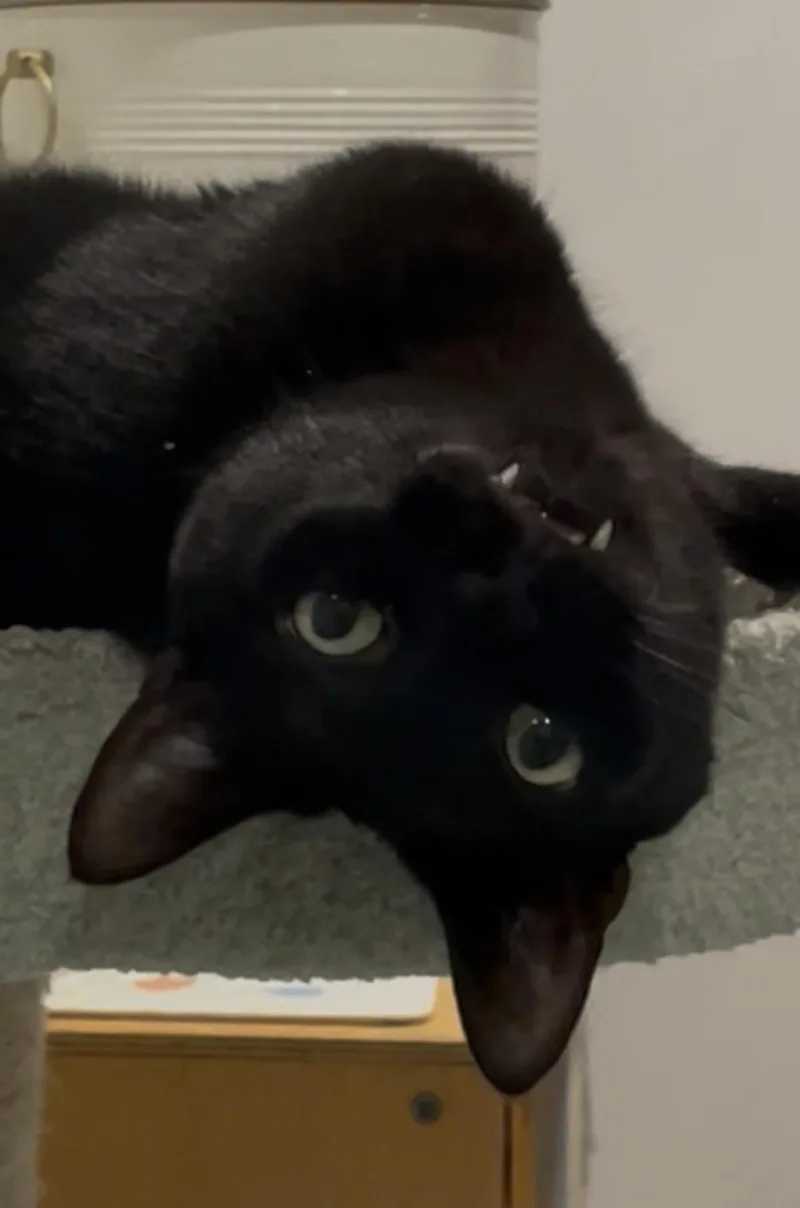 An adult medium-sized male Black Domestic Short Hair cat named Bennie for adoption in Los Angeles, CA