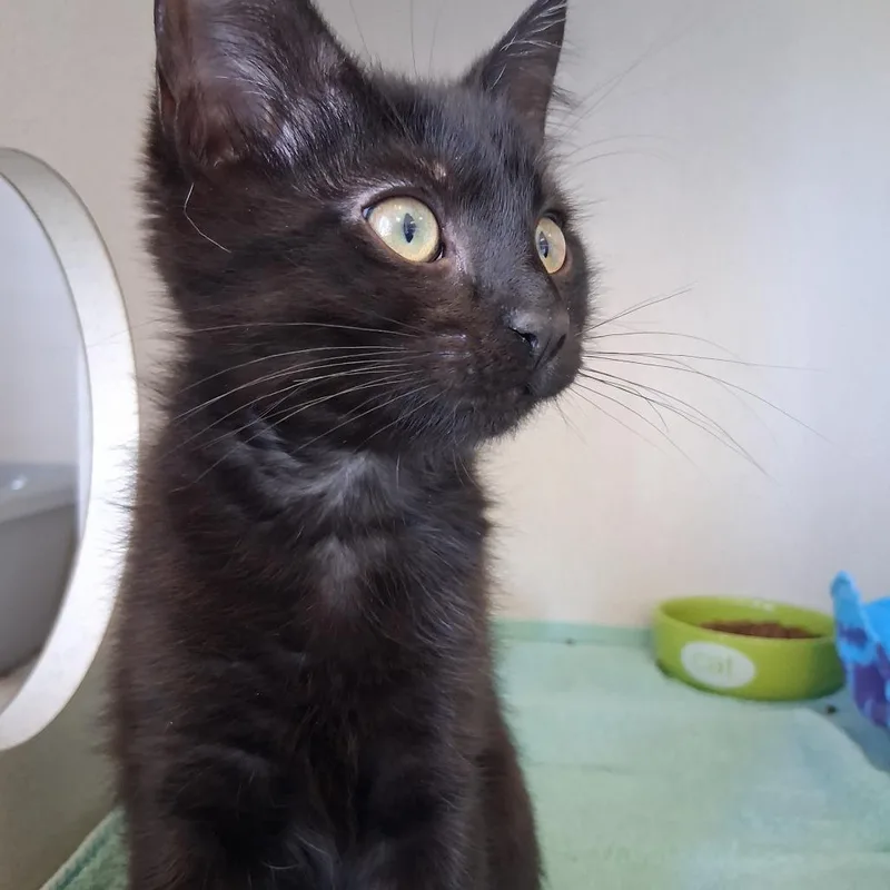 A baby small-sized female Black Domestic Short Hair cat named Sugar Bear for adoption in Redwood City, CA