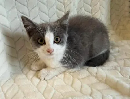 A young medium-sized female Gray & White Domestic Short Hair cat named Banana for adoption in Lansing, MI