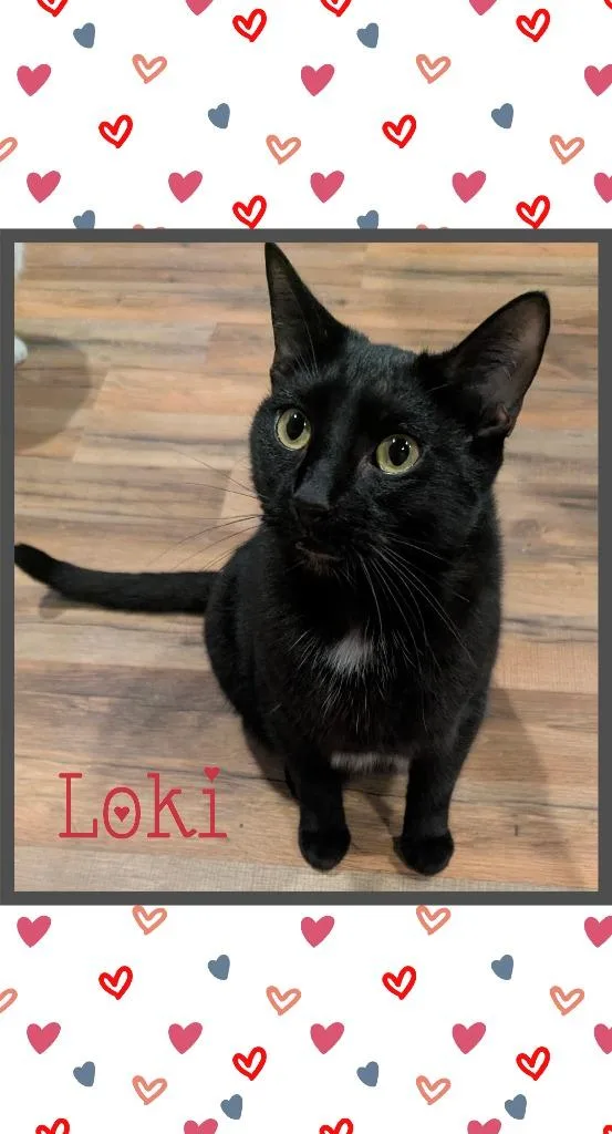 Loki