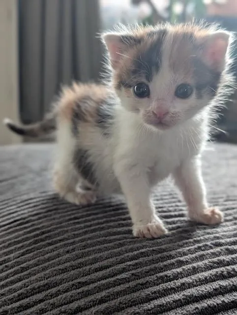 A young small-sized female Calico Domestic Short Hair cat named Shay for adoption in Webster City, IA
