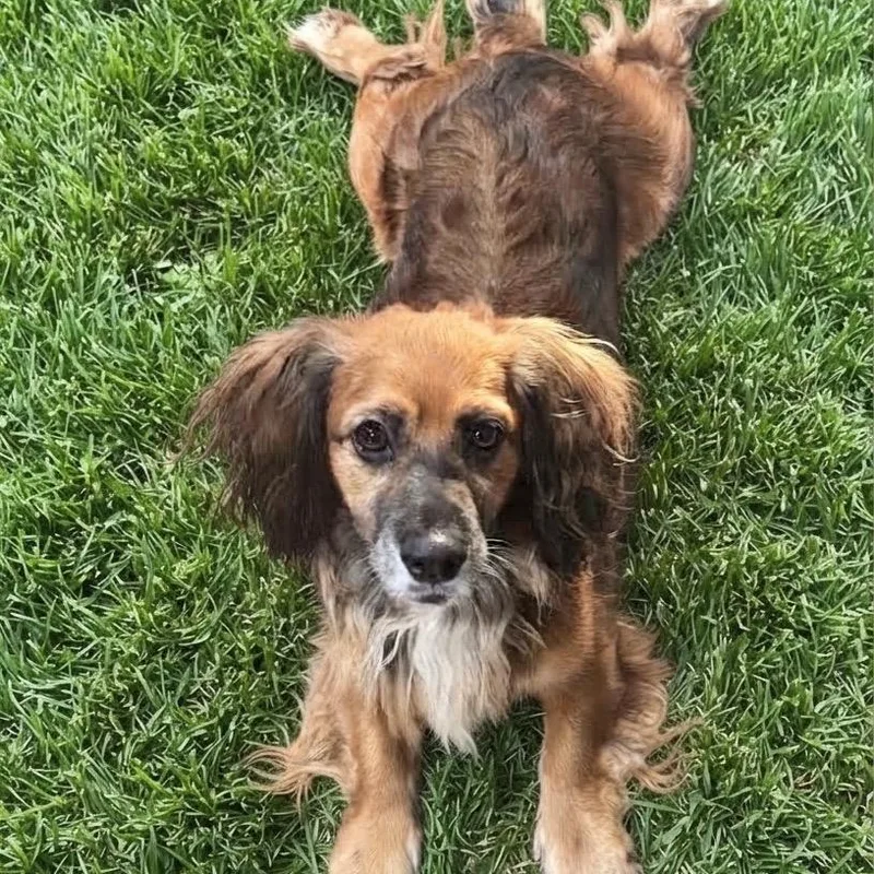 An adult small-sized male Red / Chestnut / Orange Dachshund (Long Haired) dog named Poppy for adoption in Las Vegas, NV