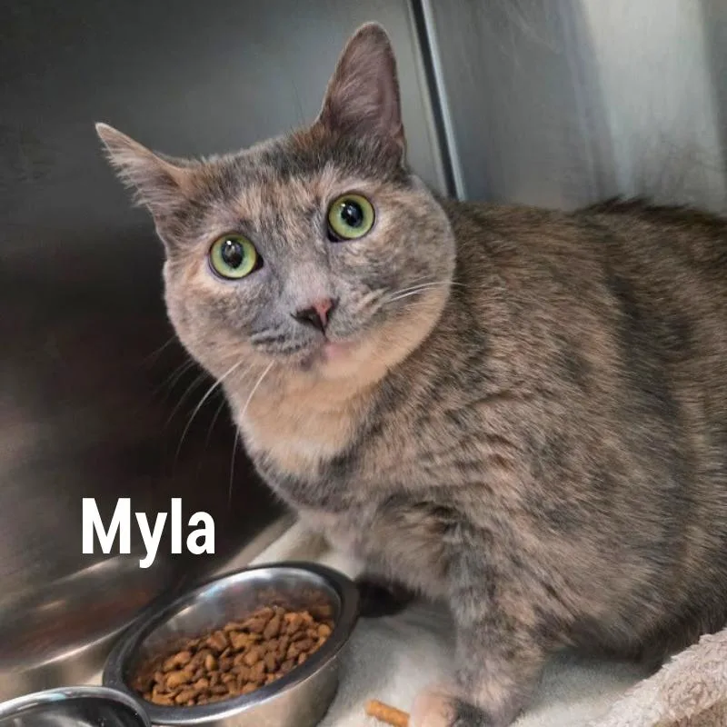 An adult extra large-sized female Tortoiseshell Domestic Medium Hair cat named Myla for adoption in Oak Ridge, TN