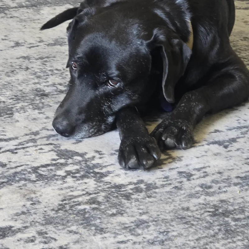 A senior large-sized male Black Labrador Retriever dog named Porter for adoption in Concord, CA
