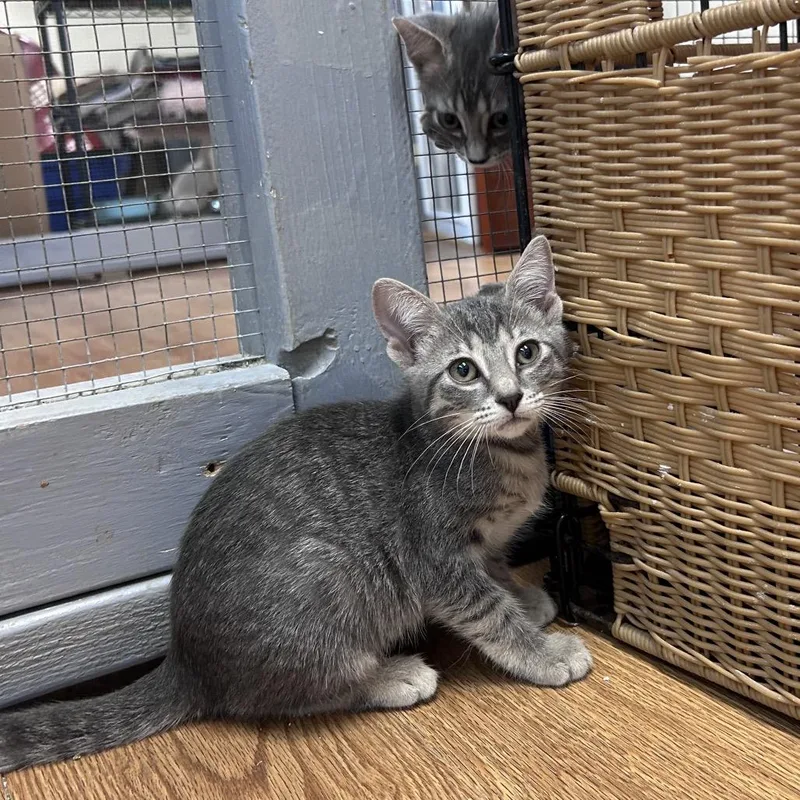 A baby small-sized female Gray / Blue / Silver Domestic Short Hair cat named Rain for adoption in Bastrop, TX