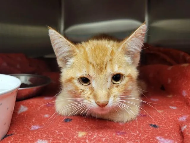 An adult small-sized female Domestic Short Hair cat named Orangutan for adoption in Albuquerque, NM