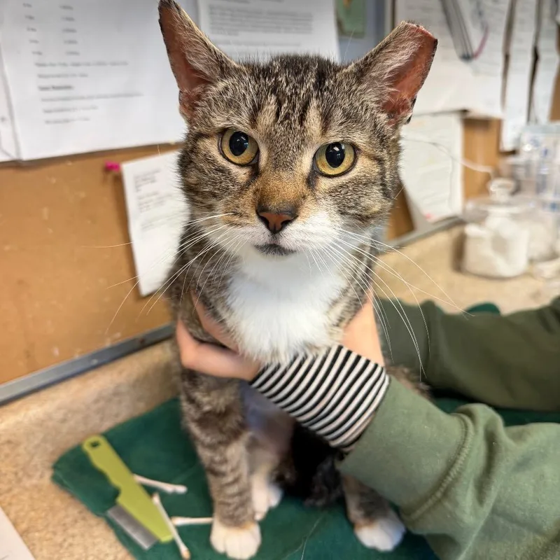 An adult medium-sized female Brown / Chocolate Domestic Short Hair cat named Margo for adoption in Easton, PA