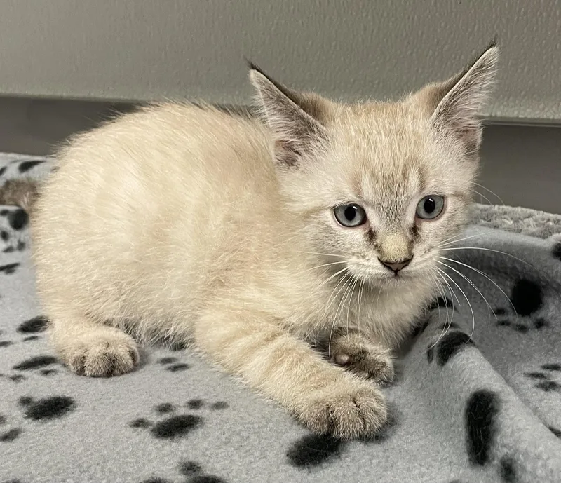 A baby medium-sized male Cream / Ivory Siamese cat named Hero for adoption in Tinley Park, IL