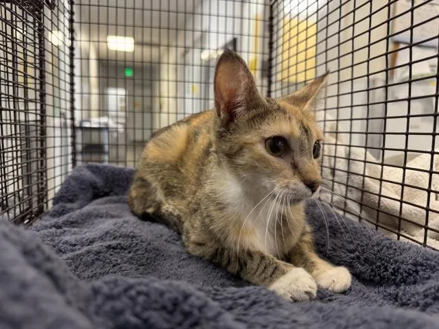 A young medium-sized female Domestic Short Hair cat named Seashell for adoption in Los Angeles, CA