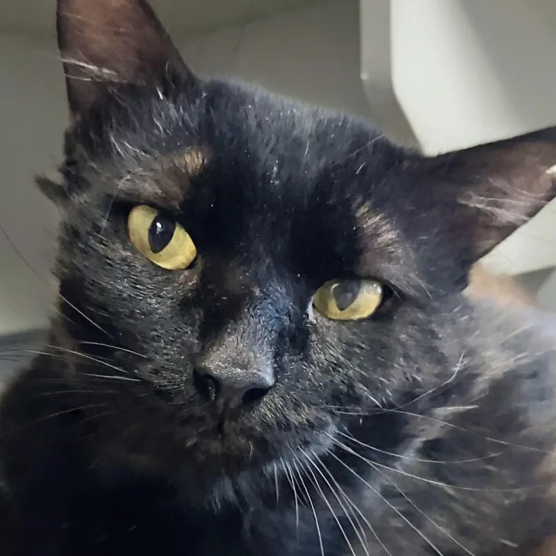 An adult medium-sized male Black Domestic Short Hair cat named Commander Whiskers for adoption in DeKalb, IL