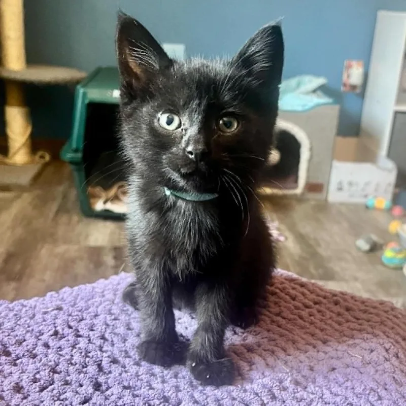 A baby small-sized male Domestic Short Hair cat named Rex for adoption in Urbandale, IA