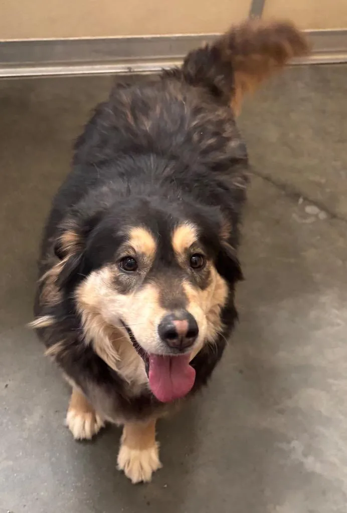 An adult large-sized female German Shepherd Dog dog named Kiara for adoption in Green River, WY