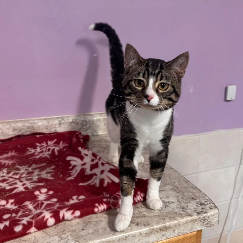 Peter Picasso thumbnail 2