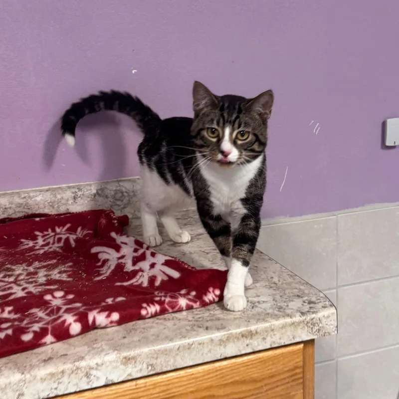 Peter Picasso thumbnail 3