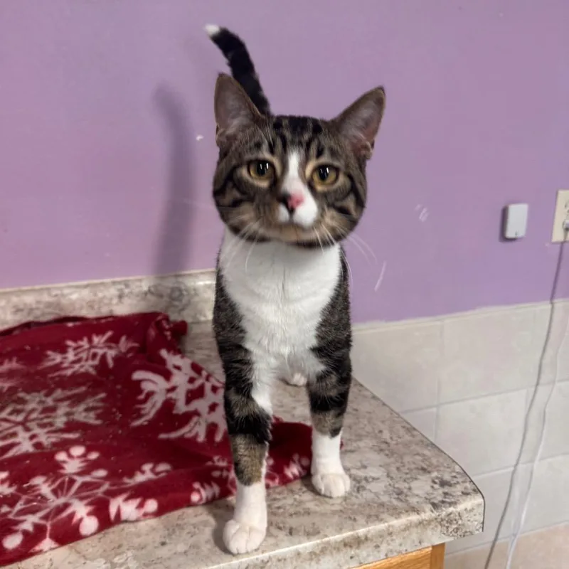 Peter Picasso thumbnail 4