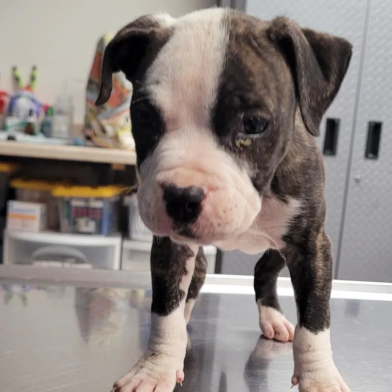 A baby medium-sized female White / Cream Pit Bull Terrier dog named Sakura for adoption in Newark, NJ