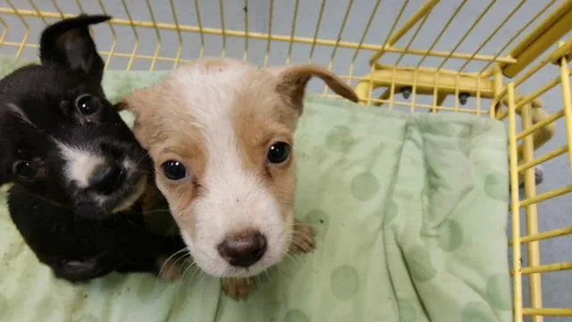 A baby small-sized female Pit Bull Terrier dog named Minnie for adoption in Tulsa, OK