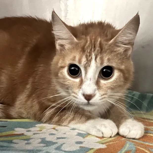 A young medium-sized female Orange / Red Domestic Short Hair cat named Noodles for adoption in Lakeland, FL
