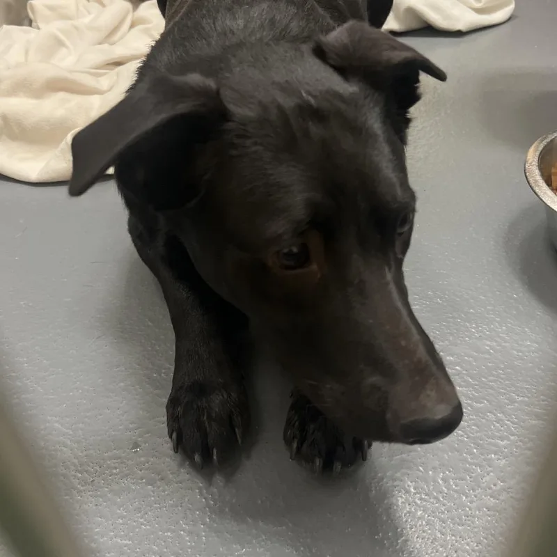 A young medium-sized female Black Mixed Breed dog named Cj for adoption in Memphis, TN