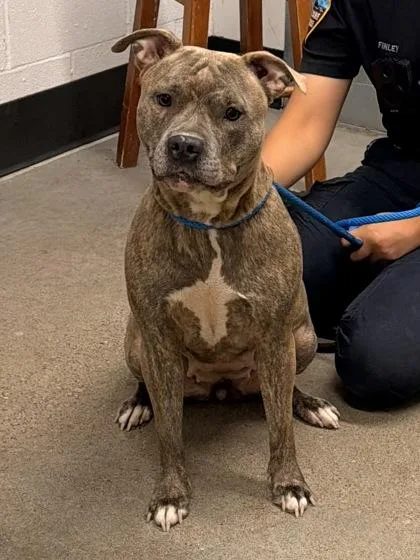 A young medium-sized female Brown / Chocolate Pit Bull Terrier dog named Prim for adoption in Cleveland, OH