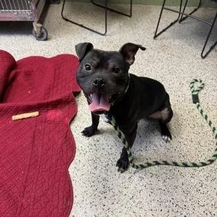 An adult medium-sized male Pit Bull Terrier dog named Aiden for adoption in Philadelphia, PA