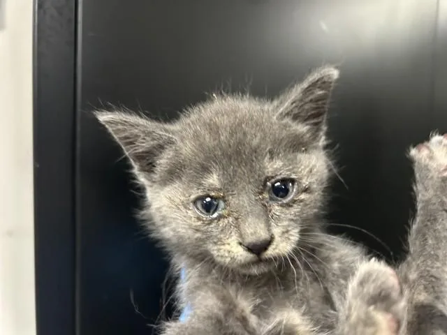 A baby small-sized female Domestic Short Hair cat named Charlotte for adoption in San Bernardino, CA