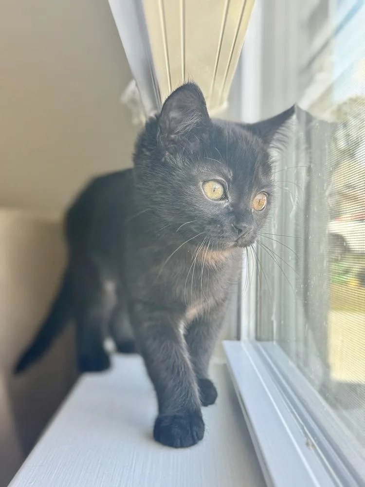 An adult medium-sized female Black Domestic Short Hair cat named Luna RP for adoption in Greenville, SC